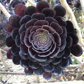 Jardins de Cap Roig - Botanical Gardens Near Me Jardins de Cap Roig - Botanical Gardens Near Me