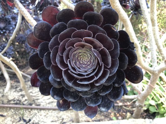 Jardíns de Cap Roig by null