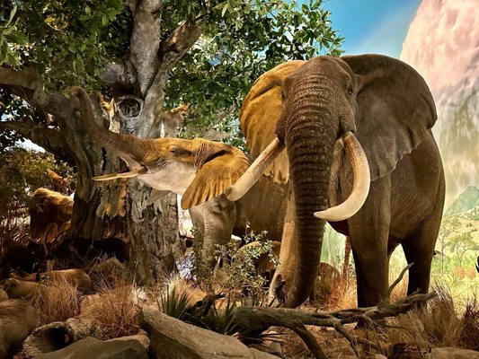 Wonders Of Wildlife National Museum & Aquarium by null