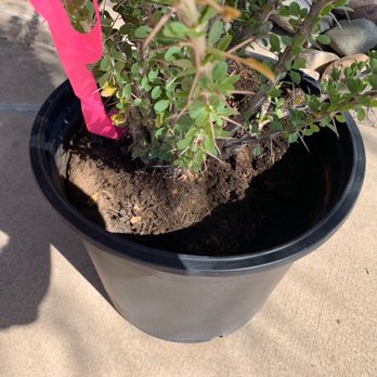Whitfill Nursery - My ocotillo was delivered with 1/2 the dirt missing.  I paid $150 for delivery and the girl at the nursery could not care less. - A shrub with green leaves is planted in a black plastic pot filled with soil. The pot is positioned on a concrete surface outdoors, with a shadow cast nearby. A pink plant label is inserted into the soil, indicating it may be a nursery or garden setting. Rocks are visible in the background. - Nurseries & Gardening Near Me - Gilbert, Arizona