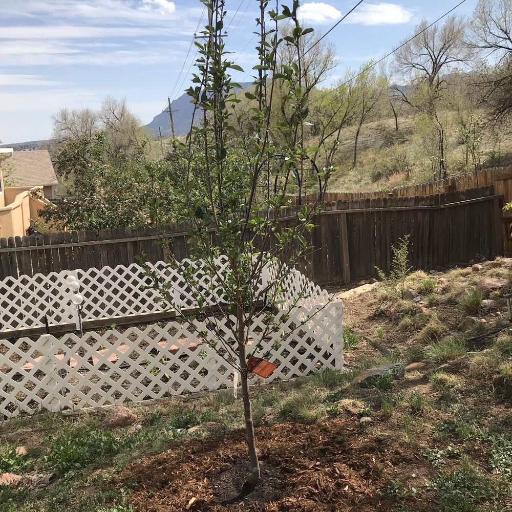 Rick's Garden Center - Cherry tree - Nurseries & Gardening Near Me - Colorado Springs, Colorado