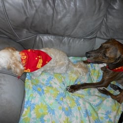 Putnam County Humane Society - Our humans went to a yelp* event and all they brought home were these cool bandannas.