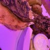 El Baron Restaurant and Night Club gift card