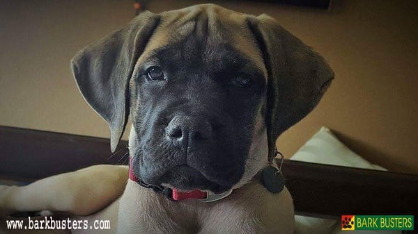 Puppy Training - Welcome. I am Scott Schwab, your Bark Busters Dog Trainer and Dog Behavioral Therapist in Denver. I have had the privilege to successfully train nearly 10,000 dogs since I joined Bark Busters in 2004.
I love working with my clients. I’ve also earned my reputation with some of the top veterinary hospitals in Greater Denver because of the success I have had partnering with pet parents on some of the toughest dog issues, like aggression and sibling rivalry, where other trainers have failed. I know I can help you and your relationship with your dog.
I am passionate about dog training. Everyday I get to see unruly, willful, and defiant dogs transform into responsive, attentive, curious, calm, and loving pups. The relationship becomes more and more positive and dog owners are relieved and less stressed. I look forward to working with you and your dog. Puppy Training - Welcome. I am Scott Schwab, your Bark Busters Dog Trainer and Dog Behavioral Therapist in Denver. I have had the privilege to successfully train nearly 10,000 dogs since I joined Bark Busters in 2004.
I love working with my clients. I’ve also earned my reputation with some of the top veterinary hospitals in Greater Denver because of the success I have had partnering with pet parents on some of the toughest dog issues, like aggression and sibling rivalry, where other trainers have failed. I know I can help you and your relationship with your dog.
I am passionate about dog training. Everyday I get to see unruly, willful, and defiant dogs transform into responsive, attentive, curious, calm, and loving pups. The relationship becomes more and more positive and dog owners are relieved and less stressed. I look forward to working with you and your dog.