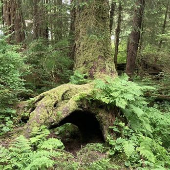 Cpt.Gary's Sitka Adventures - Rainforest - Boat Tours Near Me - Sitka, Alaska