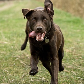 Wagtime - Dog Walkers Near Me - Seattle, Washington Wagtime - Dog Walkers Near Me - Seattle, Washington
