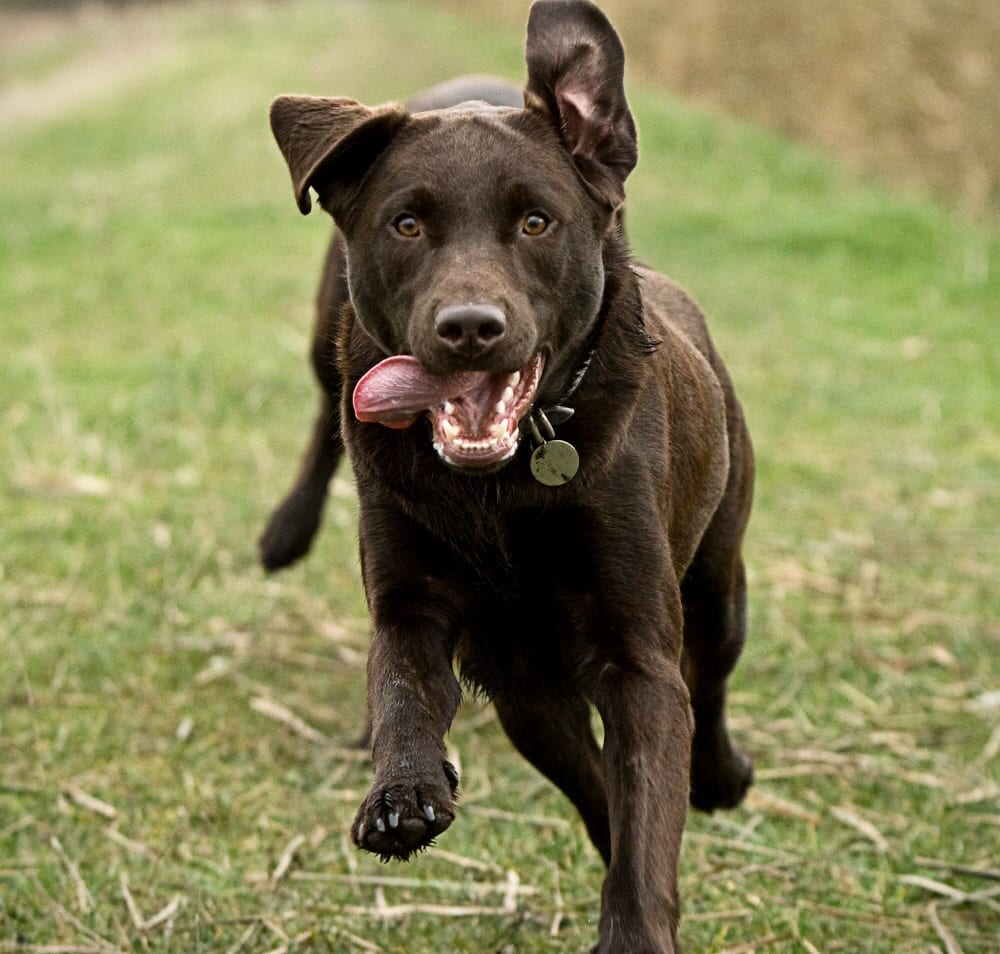 Wagtime - pet boarding facility in Seattle, WA