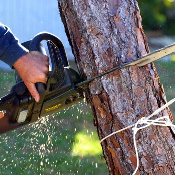 Bear Tree Service - Tree Services Near Me - Port Washington, New York Bear Tree Service - Tree Services Near Me - Port Washington, New York