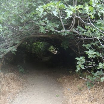 Holy Jim Falls Trail - Cool tunnel through the brush - Hiking Near Me - Trabuco Canyon, California