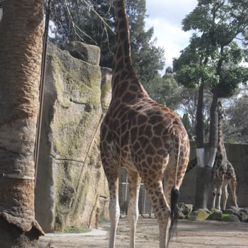 Melbourne Zoo - Zoos Near Me - Melbourne, VIC