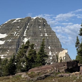 Glacier National Park - Mountain goats enjoy the view here and also strike poses for you! - Parks Near Me - West Glacier, Montana