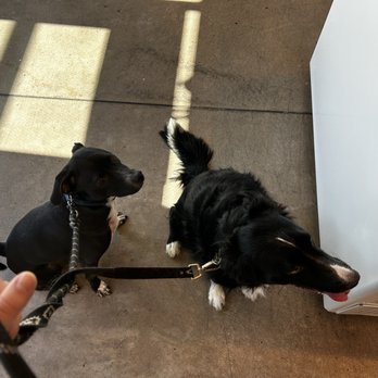 Valley Coffee Company - Dogs waiting for some pup cups - Coffee & Tea Near Me - Phoenix, Arizona Valley Coffee Company - Dogs waiting for some pup cups - Coffee & Tea Near Me - Phoenix, Arizona