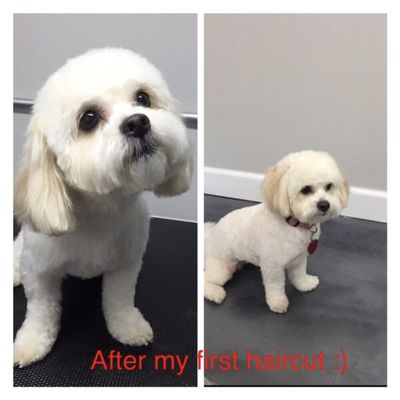 Dogue Grooming & Pet Boutique by null