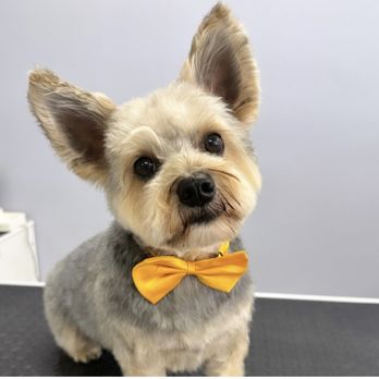 Luxe Pups - My fur baby - Pet Groomers Near Me - Chino, California Luxe Pups - My fur baby - Pet Groomers Near Me - Chino, California