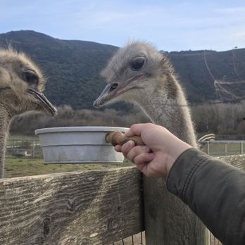 Ostrichland USA - Attraction Farms Near Me - Solvang, California Ostrichland USA - Attraction Farms Near Me - Solvang, California