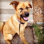 Photo of Pup Culture Dog Walking and Pet Sitting LLC