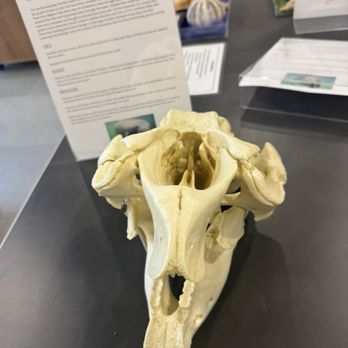 Anne Kolb Nature Center - Manatee skull - Parks Near Me - Hollywood, Florida