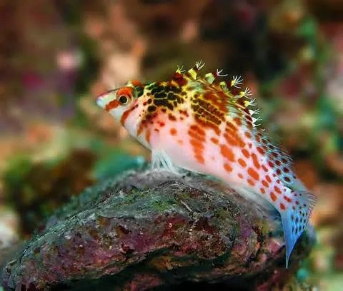 Hooked On Reefs Image