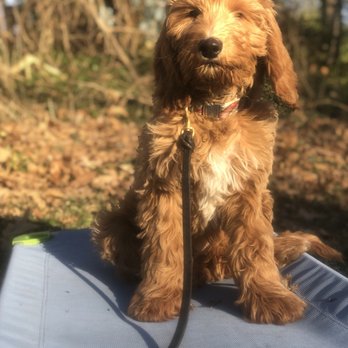 Calibrated K9 - Tartan the golden doodle during his Puppy Imprinting Program. Handsome AND a quick learning pup! - Pet Training Near Me Calibrated K9 - Tartan the golden doodle during his Puppy Imprinting Program. Handsome AND a quick learning pup! - Pet Training Near Me