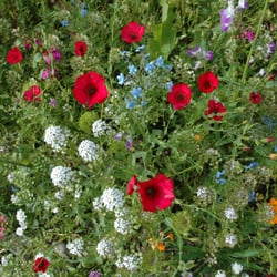 Keanes Garden Centre