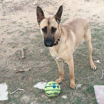 Off Leash K9 Training - Pet Training Near Me - Bakersfield, California