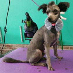 4 Paws Pet Parlor - Tank