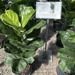 Tropical Greenery Nursery Stores