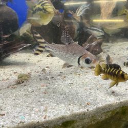 Koi Smart - Flagtail