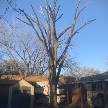 Tree Tx Services - After - Tree Services Near Me Tree Tx Services - After - Tree Services Near Me