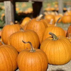 Foggy River Farm - 10.09.21 Pumpkin picking is right up there with apple picking this time of year