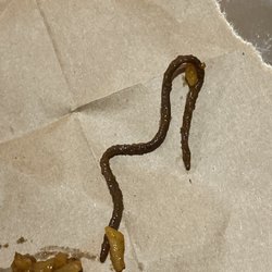 Top Taste - This is a worm no if ands but about it
