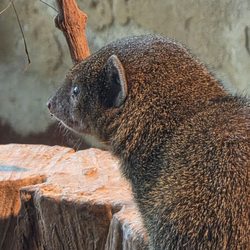 Zoologická zahrada hl. m. Prahy