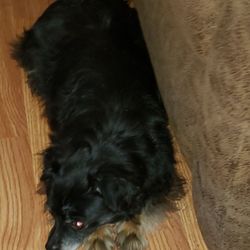 Poodleland Dog Grooming - Pre cut Daisy