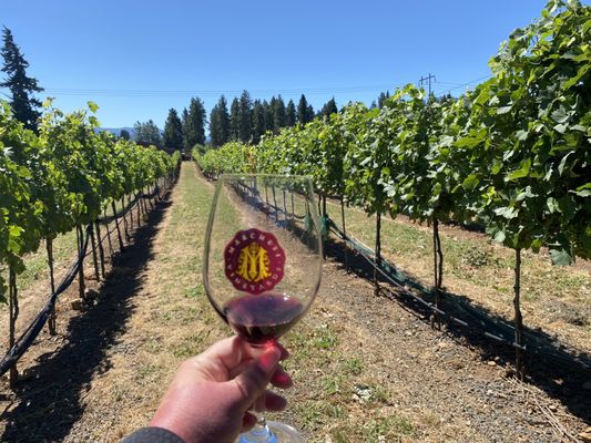 Marchesi Vineyards & Winery by null