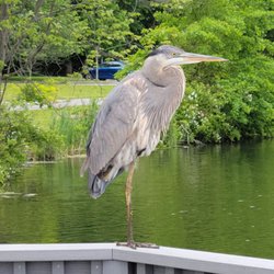 Wood Dale County Park - The park's resident mascot