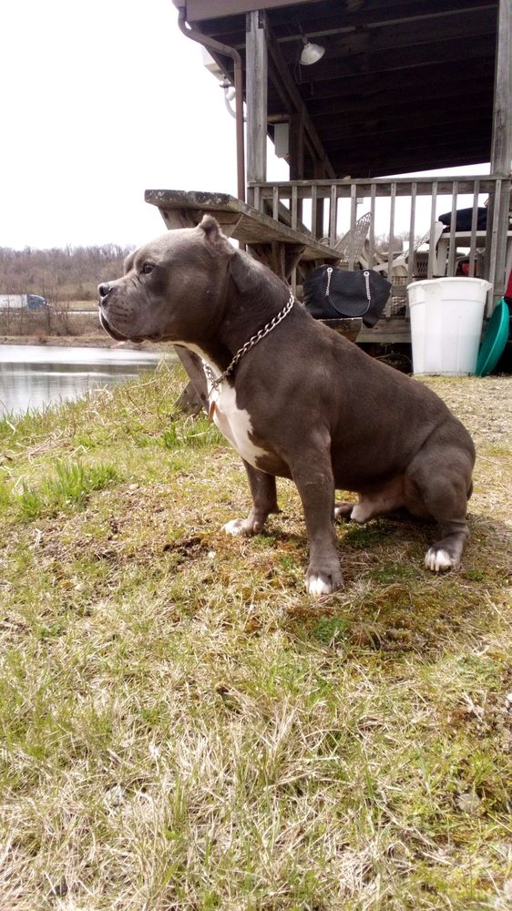 THE PET MARKET Updated September 2024 250 S 3rd St, Youngwood