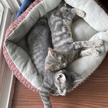 Jarrell Animal Hospital - Kitty cats - Veterinarians Near Me - Jarrell, Texas Jarrell Animal Hospital - Kitty cats - Veterinarians Near Me - Jarrell, Texas