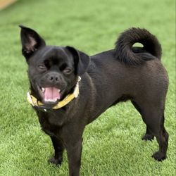 Lilika Dog Grooming - Pablo Loves Daycare!