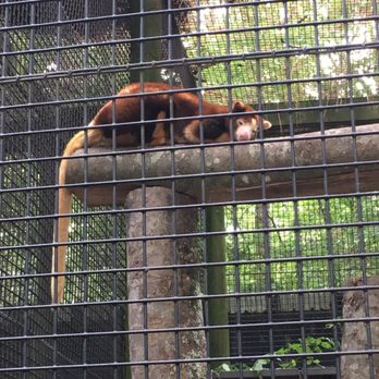 Santa Fe College Teaching Zoo - Tree kangaroo napping - Zoos Near Me - Gainesville, Florida
