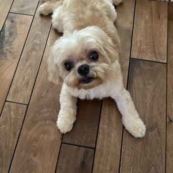 Mobile Dog Grooming - After - Pet Groomers Near Me - Irvine, California Mobile Dog Grooming - After - Pet Groomers Near Me - Irvine, California