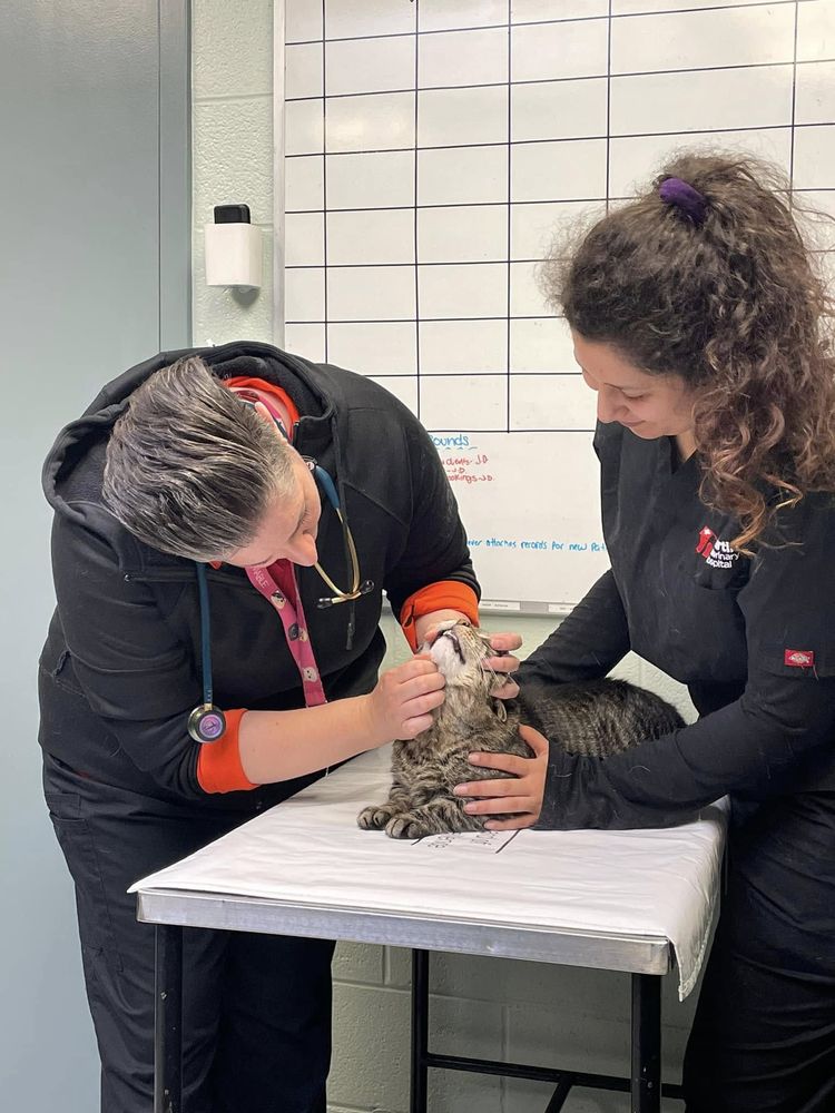Martin Veterinary Hospital Image