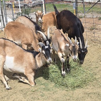 Liberty Farms - Healthy Goats - Liberty Farms - Farmers Market Near Me - El Cajon, California Liberty Farms - Healthy Goats - Liberty Farms - Farmers Market Near Me - El Cajon, California