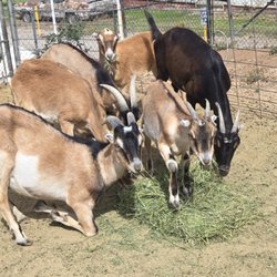 Healthy Goats - Liberty Farms