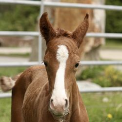 Dreamcatcher Meadows - Hanoverian foal