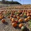 Cal Poly Pomona Pumpkin Festival gift card