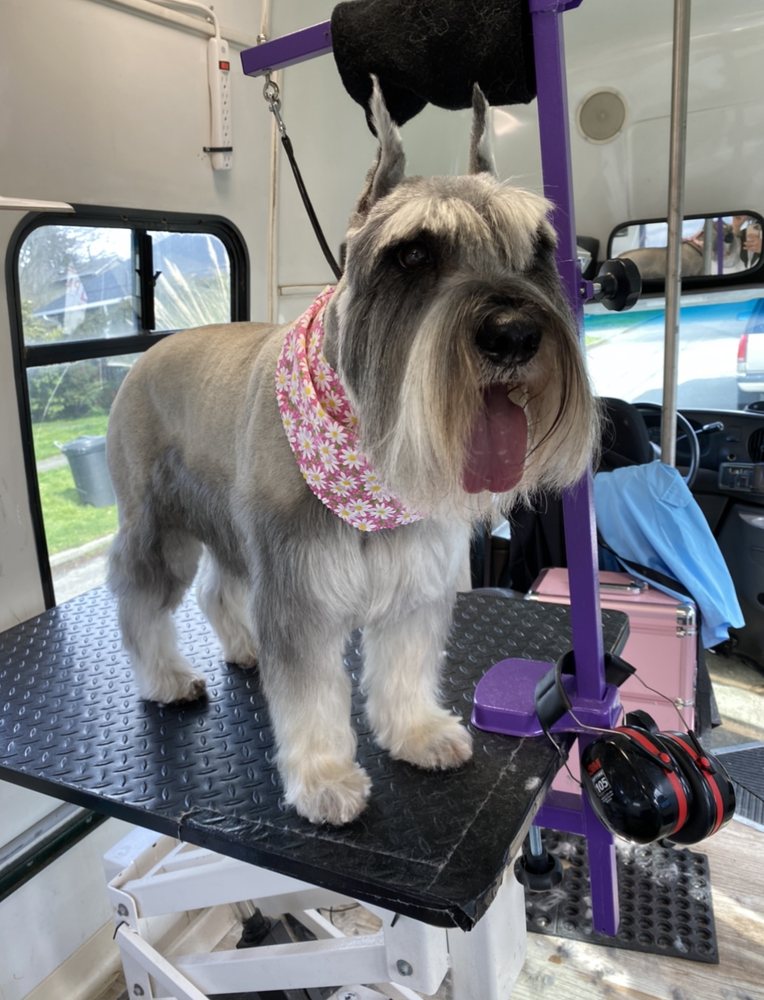 LITTLE BEAR MOBILE DOG GROOMING Updated May 2024 37 Photos & 14