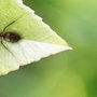 Photo of Tadlock Pest Control