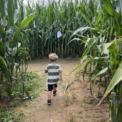 Flat Top Mountain Farm - The bigger corn maze--so fun, and challenging!