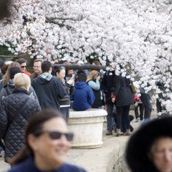 National Mall - Cherry Blossoms