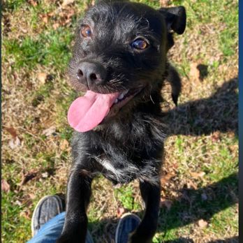 Lexington Humane Society - Happy at his forever home! - Animal Shelters Near Me - Lexington, Kentucky Lexington Humane Society - Happy at his forever home! - Animal Shelters Near Me - Lexington, Kentucky